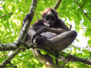 SINGE HURLEUR DE COLOMBIE-RESERVES NATURELLES COLOMBIE