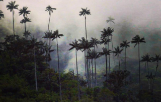 La biodiversité Colombienne