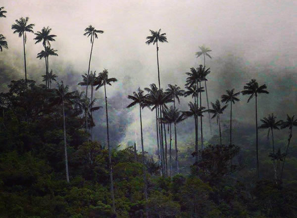 La biodiversité Colombienne