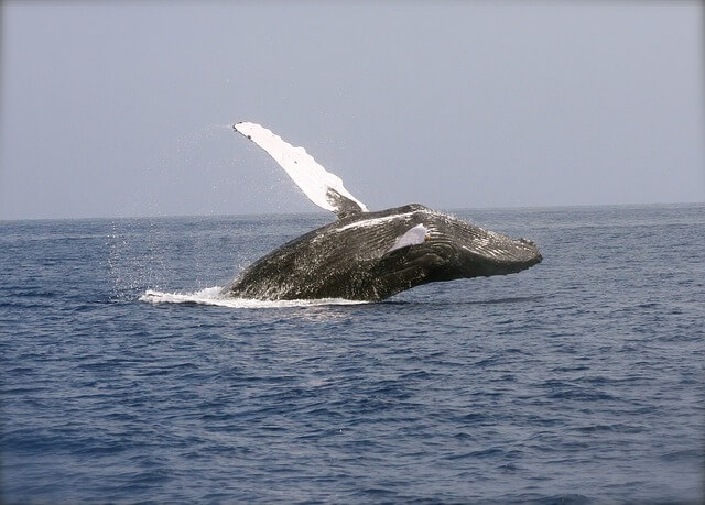 Les baleines du pacifique