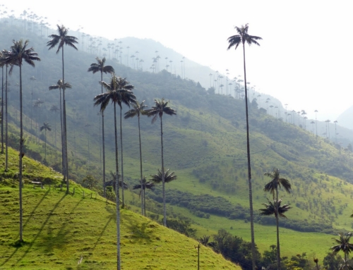 Salento et la vallée de Cocora, entre café et palmiers géants